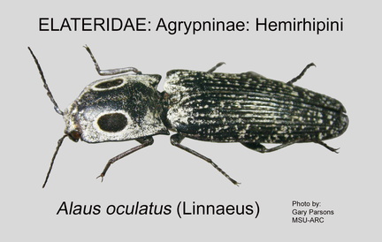 AGRY-HEMI Alaus oculatus GP MSU-ARC