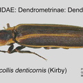 DEND-DEND Denticollis denticornis GP MSU-ARC