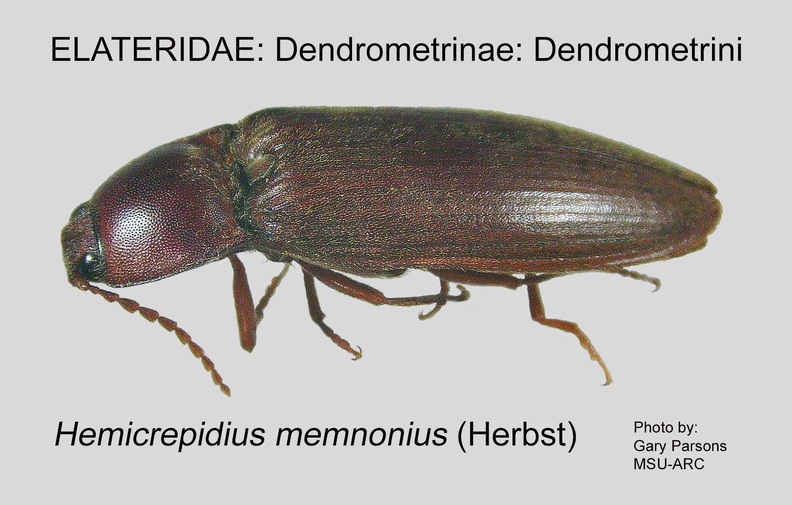 DEND-DEND Hemicrepidius memnonius GP MSU-ARC.jpg