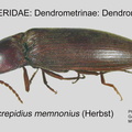 DEND-DEND Hemicrepidius memnonius GP MSU-ARC