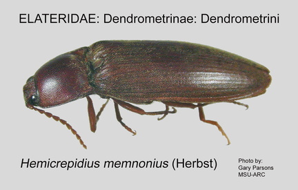 DEND-DEND Hemicrepidius memnonius GP MSU-ARC