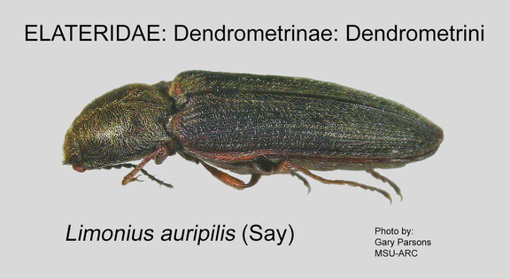 DEND-DEND Limonius auripilis GP MSU-ARC