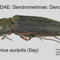 DEND-DEND Limonius auripilis GP MSU-ARC