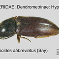 DEND-HYPN Hypnoidus abbreviatus GP MSU-ARC