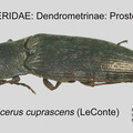 DEND-PROS Actenicerus cuprascens GP MSU-ARC