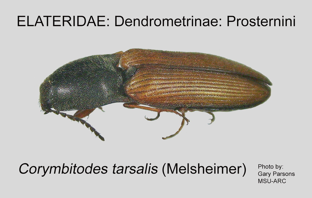 DEND-PROS Corymbitodes tarsalis GP MSU-ARC