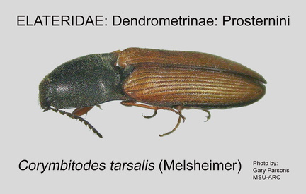 DEND-PROS Corymbitodes tarsalis GP MSU-ARC