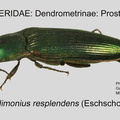DEND-PROS Nitidolimonius resplendens GP MSU-ARC