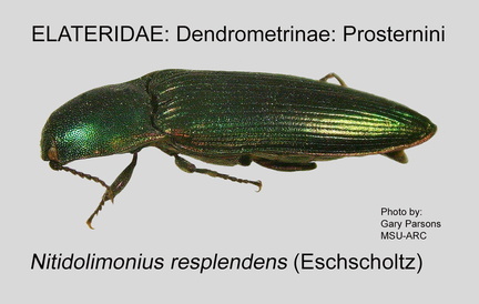 DEND-PROS Nitidolimonius resplendens GP MSU-ARC