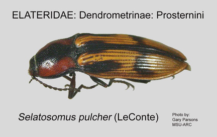 DEND-PROS Selatosomus pulcher GP MSU-ARC