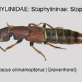 STAPH-STAPH Platydracus cinnamopterus GP MSU-ARC