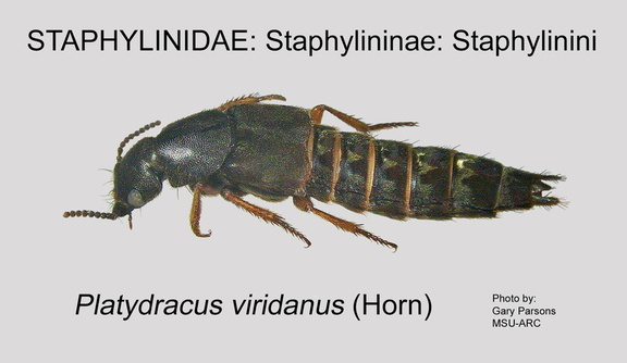 STAPH-STAPH Platydracus viridanus GP MSU-ARC