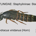 STAPH-STAPH Platydracus viridanus GP MSU-ARC