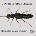 STEN Stenus flavicornis GP MSU-ARC