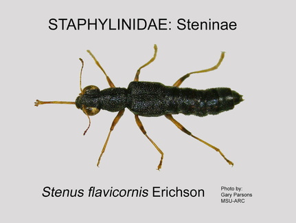 STEN Stenus flavicornis GP MSU-ARC