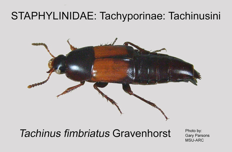 TACH-TACHIN Tachinus fimbriatus GP MSU-ARC.jpg