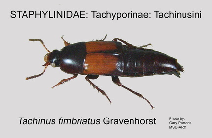 TACH-TACHIN Tachinus fimbriatus GP MSU-ARC