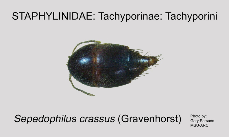 TACH-TACHYP Sepedophilus crassus GP MSU-ARC.jpg