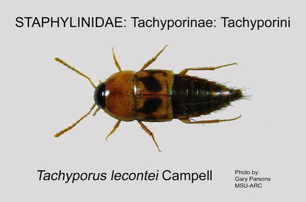 TACH-TACHYP Tachyporus lecontei GP MSU-ARC