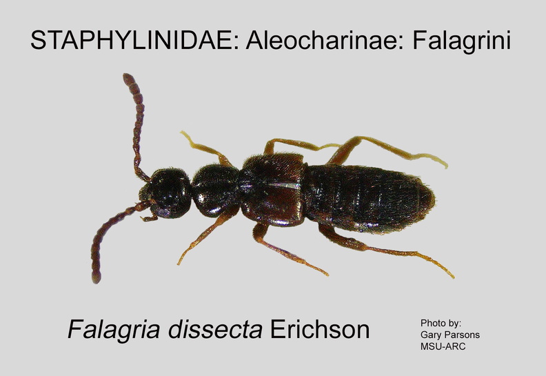 ALEO-FALA Falagria dissecta GP MSU-ARC.jpg