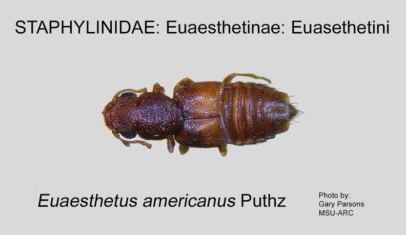 EUAES-EUAE Euaesthetus americanus GP MSU-ARC