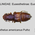 EUAES-EUAE Euaesthetus americanus GP MSU-ARC