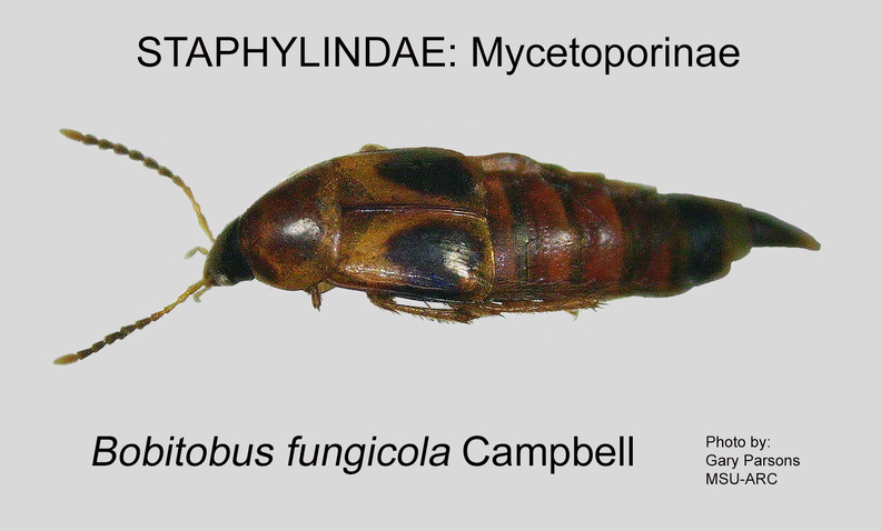 MYCET Bobitobus fungicola GP MSU-ARC.jpg
