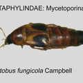 MYCET Bobitobus fungicola GP MSU-ARC