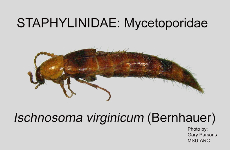 MYCET Ischnosoma virginicum GP MSU-ARC.jpg