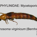 MYCET Ischnosoma virginicum GP MSU-ARC
