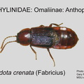 OMAL-ANTH Acidota crenata GP MSU-ARC