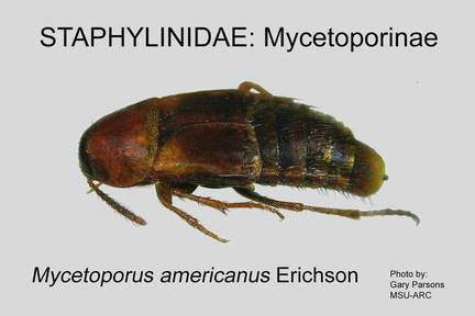 MYCET Mycetoporus americanus GP MSU-ARC