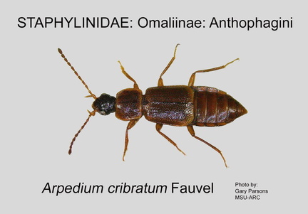 OMAL-ANTH Arpedium cribratum GP MSU-ARC
