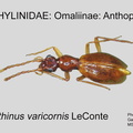 OMAL-ANTH Brathinus varicornis GP MSU-ARC