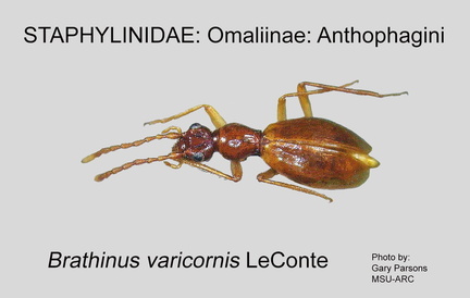 OMAL-ANTH Brathinus varicornis GP MSU-ARC