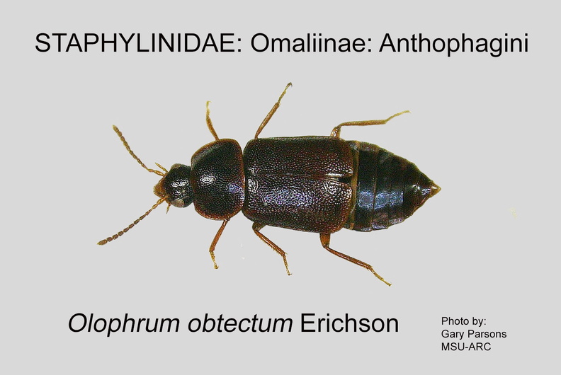 OMAL-ANTH Olophrum obtectum GP MSU-ARC.jpg