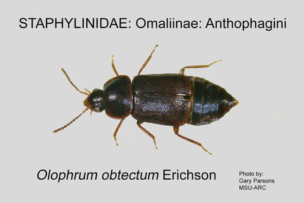 OMAL-ANTH Olophrum obtectum GP MSU-ARC
