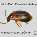 OMAL-ANTH Trigonodemus striatus GP MSU-ARC