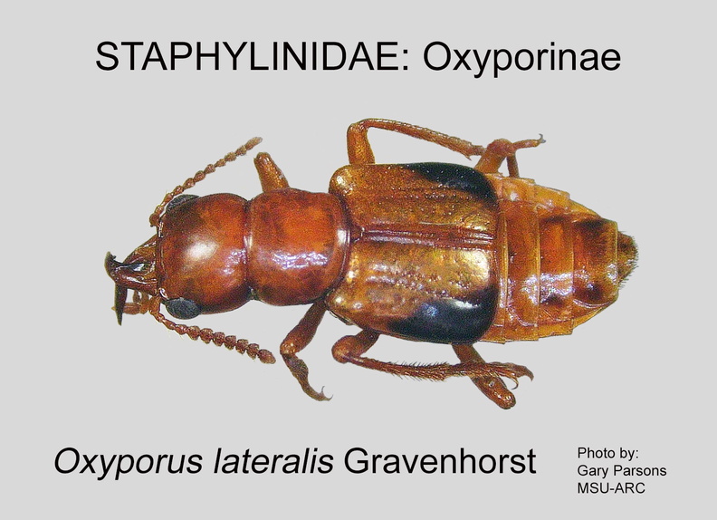 OXYPOR Oxyporus lateralis GP MSU-ARC.jpg