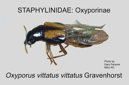 OXYPOR Oxyporus vittatus GP MSU-ARC