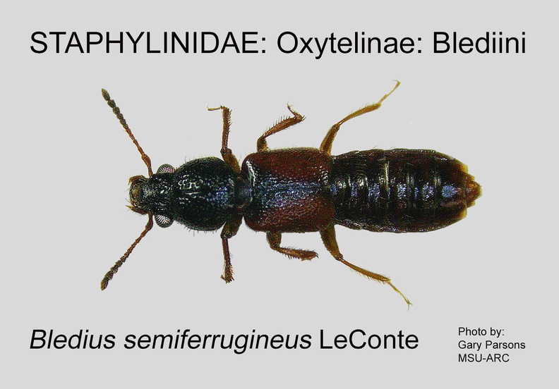 OXYT-BLED Bledius semiferrugineus GP MSU-ARC.jpg