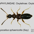 OXYT-OXYT Apocellus sphaericollis GP MSU-ARC