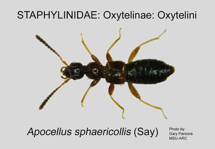 OXYT-OXYT Apocellus sphaericollis GP MSU-ARC