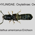 OXYT-OXYT Platystethus americanus GP MSU-ARC