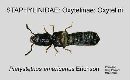 OXYT-OXYT Platystethus americanus GP MSU-ARC