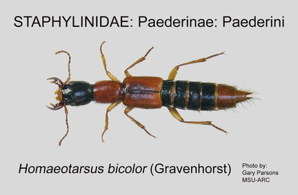 PAED-PAED Homaeotarsus bicolor GP MSU-ARC