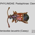 PSEL-CTEN Ctenisodes lacustris GP MSU-ARC