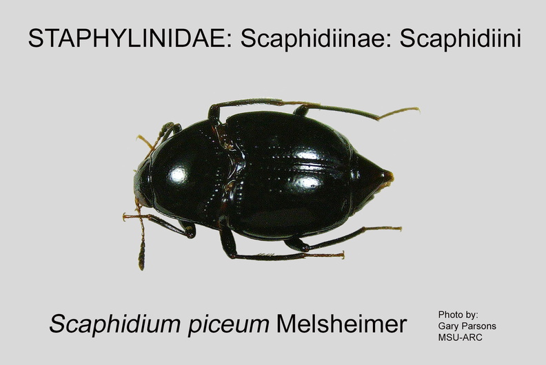SCAP-SCAPHID Scaphidium piceum GP MSU-ARC.jpg