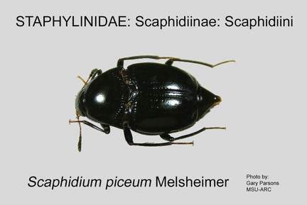 SCAP-SCAPHID Scaphidium piceum GP MSU-ARC