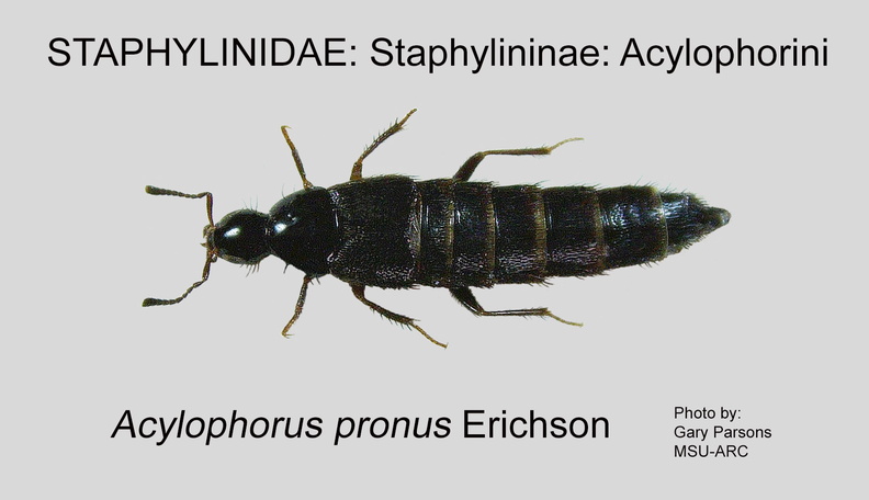 STAPH-ACYL Acylophorus pronus GP MSU-ARC.jpg